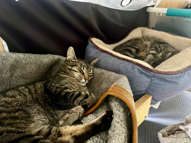 Lupe’s Story: Honoring Her Life and the Cats Who Came Before