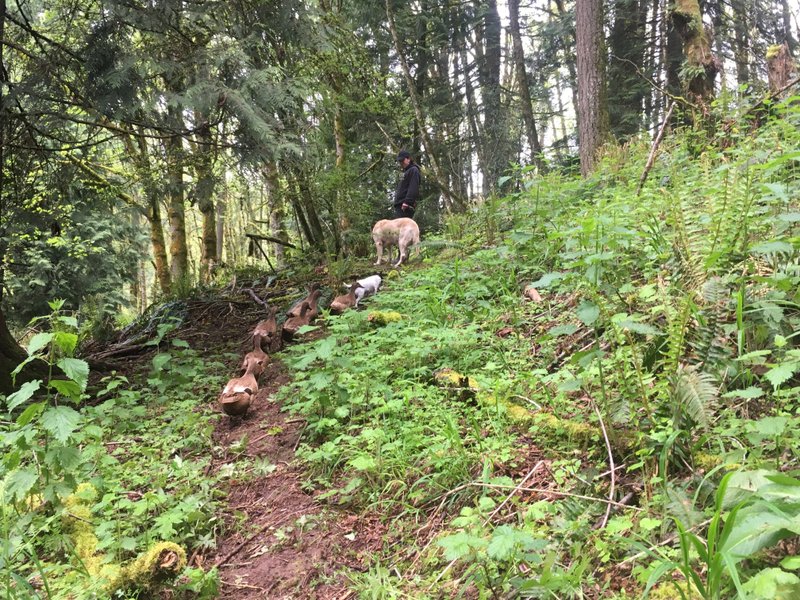 Two Homesteads | Lessons From Cascade Rainforest to the U.P.’s Banana Belt