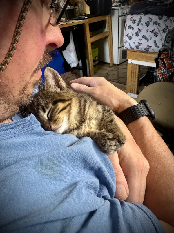 Kittens Growing Up Fast in a Small Space