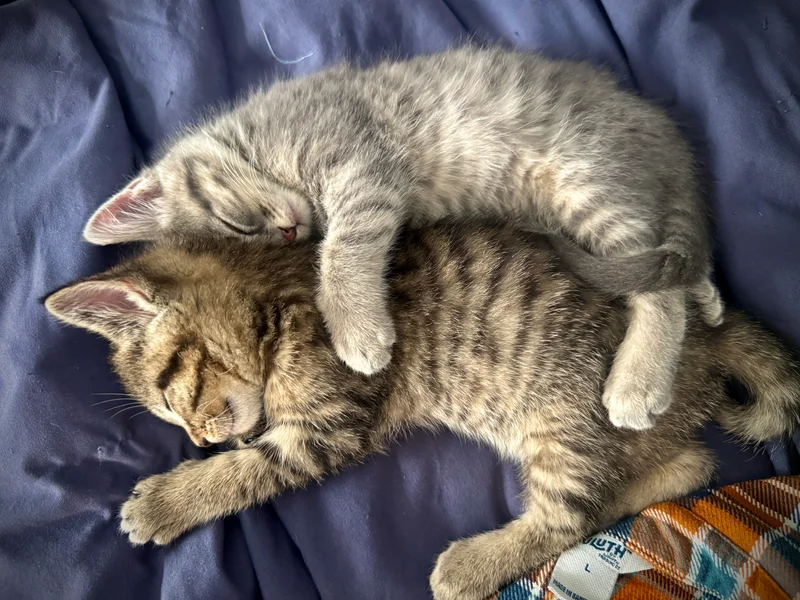Kittens Growing Up Fast in a Small Space