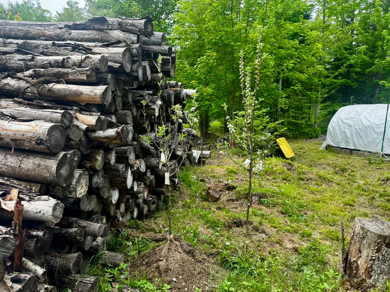 First Trees Make the Place Feel Like Home