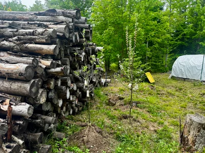 First Trees Make the Place Feel Like Home