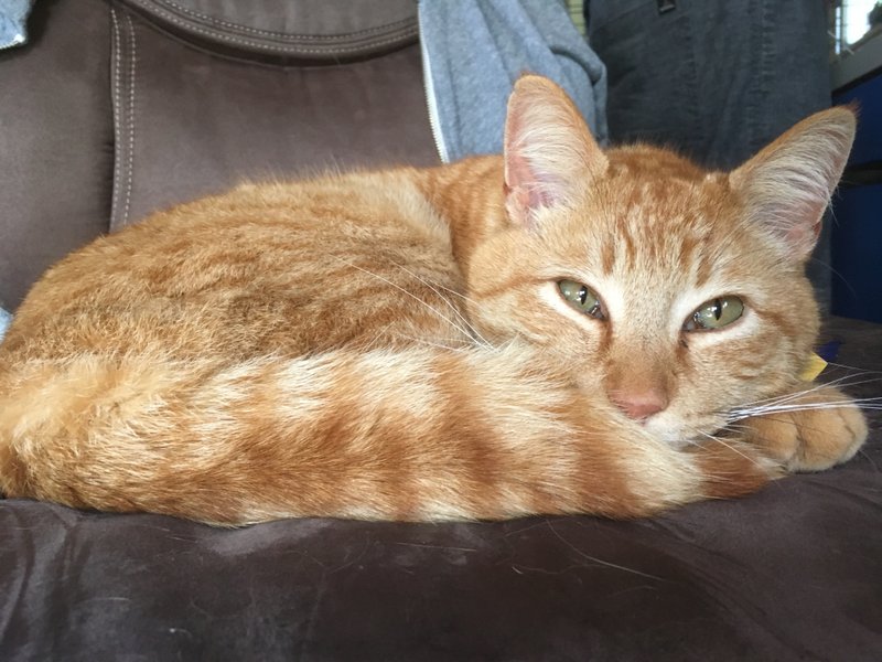 Lupe’s Story: Honoring Her Life and the Cats Who Came Before