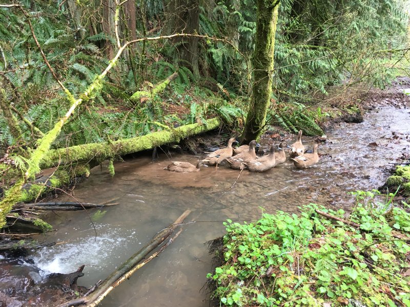 Two Homesteads | Lessons From Cascade Rainforest to the U.P.’s Banana Belt